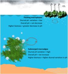 The influence of macrophytes on diurnal pH variability in subtropical estuaries: A mesocosm study