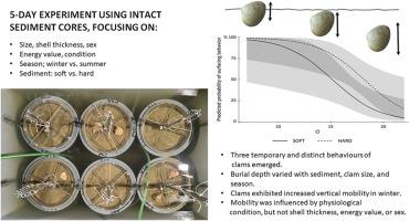 Burrowing behaviour of estuarine clam Rangia cuneata outside its native range