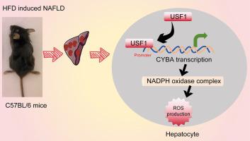 Role of USF1 in activating CYBA transcription and influencing NADPH-ROS-mediated oxidative stress and lipid accumulation in non-alcoholic fatty liver disease