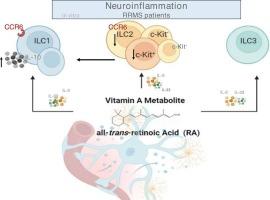 Retinoic acid modulates peripheral blood helper innate lymphoid cell composition in vitro in patients with multiple sclerosis