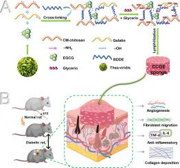 Multifunctional carboxymethyl chitosan-based sponges loaded with epigallocatechin-3-gallate for accelerating wound healing in diabetic rats with full-thickness burns