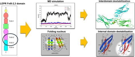 Pathogenic variants in the fibronectin type III domain of leptin receptor: Molecular dynamics simulation and structural analysis