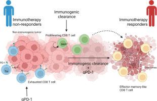 Immunogenic clearance combined with PD-1 blockade elicits antitumor effect by promoting the recruitment and expansion of the effector memory-like CD8+ T cell