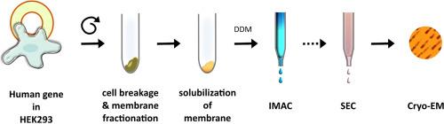 Successful strategies for expression and purification of ABC transporters