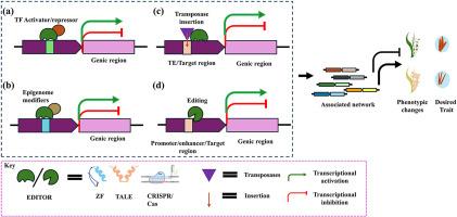 Unlocking crops’ genetic potential: Advances in genome and epigenome editing of regulatory regions