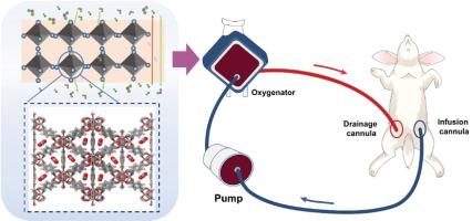 Biomimetic gas channel constructed for efficient CO2 removal based on computational simulations