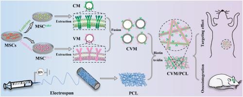 Growth factor collected cell membrane-functionalized matrix for vascular-innervated bone regeneration