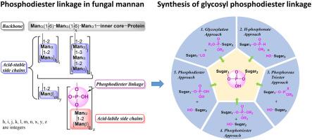 Recent advances in chemical synthesis of phosphodiester linkages found in fungal mannans