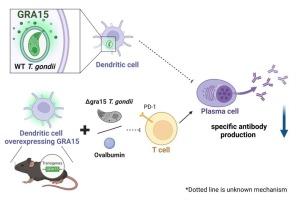 Toxoplasma GRA15 expression on dendritic cells inhibits B cell differentiation and antibody production