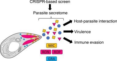 Recent advances in identifying and characterizing secretory proteins of Toxoplasma gondii by CRISPR-based screening