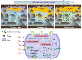 Interactions between deep microbial biosphere and geo-sequestrated CO2: A review