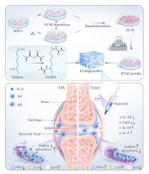 MSCs-derived ECM functionalized hydrogel regulates macrophage reprogramming for osteoarthritis treatment by improving mitochondrial function and energy metabolism