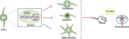 MAZ regulates ferroptosis, apoptosis and differentiation of oligodendrocyte precursor cells