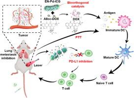 A bioorthogonal probiotic platform spatiotemporally releases nanobodies in deep tumor for cancer chemoimmunotherapy