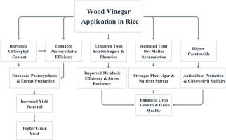 Exogenous application of wood vinegar improves rice yield and quality by elevating photosynthetic efficiency and enhancing the accumulation of total soluble sugars