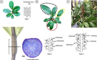 Heteroblasty in Conchocarpus heterophyllus (A.St.-Hil.) Kallunki & Pirani (Rutaceae): An approach of leaf development from the unifoliolate leaves