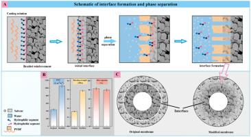 Regulatory mechanism of blending additives on interface interaction and phase separation of the heterogeneous braid-reinforced hollow fiber membranes