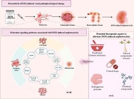Molecular signaling pathways in doxorubicin-induced nephrotoxicity and potential therapeutic agents