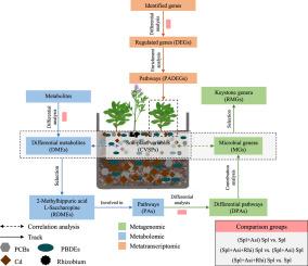 Applying cross-scale regulations to Sedum plumbizincicola for strengthening the bioremediation of the agricultural soil that contaminated by electronic waste dismantling and revealing the underlying mechanisms by multi-omics