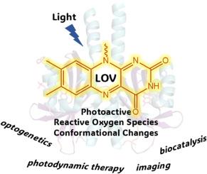 Engineering of LOV-domains for their use as protein tags