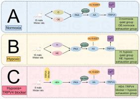 The effect of acute hypoxic exercise on the protein kinase A/ arachidonic acid/ transient receptor potential vanilloid 4 pathway in the prefrontal cortex of rats