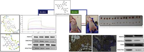 Epigallocatechin-3-gallate inhibit the protein arginine methyltransferase 5 and enhancer of Zeste homolog 2 in breast cancer both in vitro and in vivo