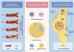 OAS1 induces endothelial dysfunction and promotes monocyte adhesion through the NFκB pathway in atherosclerosis