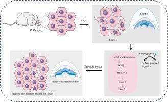 Verteporfin combined with ROCK inhibitor promotes the restoration of corneal endothelial cell dysfunction in rats