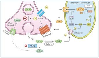 Differential participation of CaMKII/ROCK and NOS pathways in the cholinergic inhibitory drive operated by nicotinic α7 receptors in perisynaptic Schwann cells