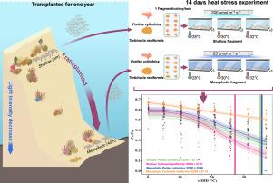 Shallow corals acclimate to mesophotic depths while maintaining their heat tolerance against ongoing climate change