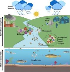 Effect of seasonal dynamics on microplastic pollution and its vectorization of heavy metals: An in-vitro toxicity assessment in Artemia franciscana