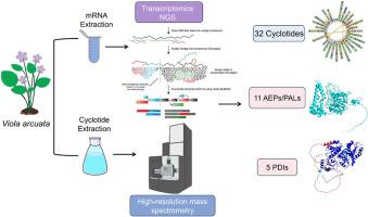 Integrative Transcriptome and Mass Spectrometry Analysis Reveals Novel Cyclotides with Antimicrobial and Cytotoxic Activities from Viola arcuata