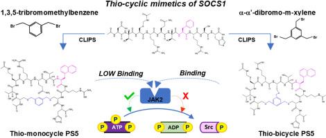 Design and functional studies of xylene-based cyclic mimetics of SOCS1 protein