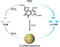 Pyrroloquinoline quinone exhibiting peroxidase-mimicking property for colorimetric assays