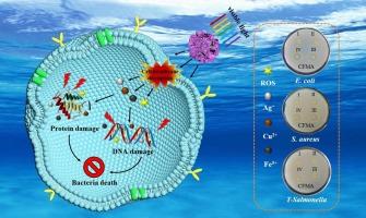 Synthesis and potent antibacterial activity of nano-CuFe2O4/MoS2@Ag composite under visible light