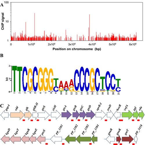 GnuR Represses the Expression of Glucose and Gluconate Catabolism in Pseudomonas putida KT2440