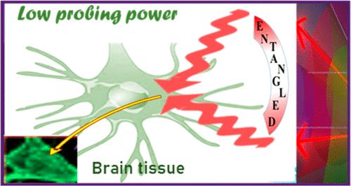 Imaging Brain Tissue with Quantum Light at Low Power