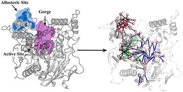 Elucidating the molecular mechanism of noncompetitive inhibition of acetylcholinesterase by an antidiabetic drug chlorpropamide: identification of new allosteric sites†
