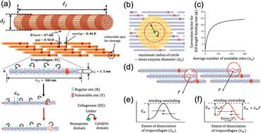 Modeling collagen fibril degradation as a function of matrix microarchitecture†