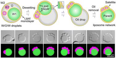 Dynamic satellite–parent liposome networks for quantitative microreactions†