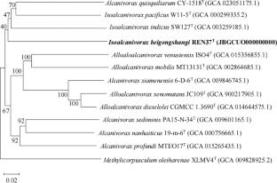 Isoalcanivorax beigongshangi sp. nov., isolated from the fermented grains of Chinese baijiu