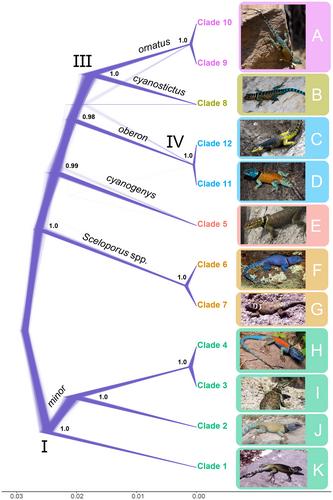 What Predicts Gene Flow During Speciation? The Relative Roles of Time, Space, Morphology and Climate