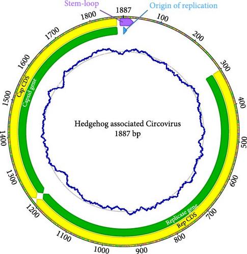 High Prevalence of a Novel Circovirus in the European Hedgehog (Erinaceus europaeus), a Common Species in Decline