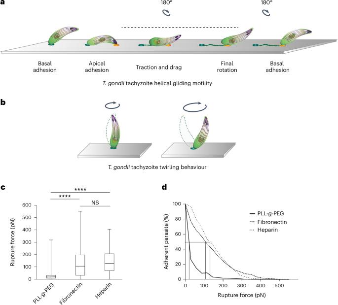 Submicrometre spatiotemporal characterization of the Toxoplasma adhesion strategy for gliding motility