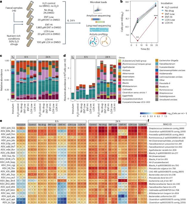 The Parkinson’s disease drug entacapone disrupts gut microbiome homeostasis via iron sequestration