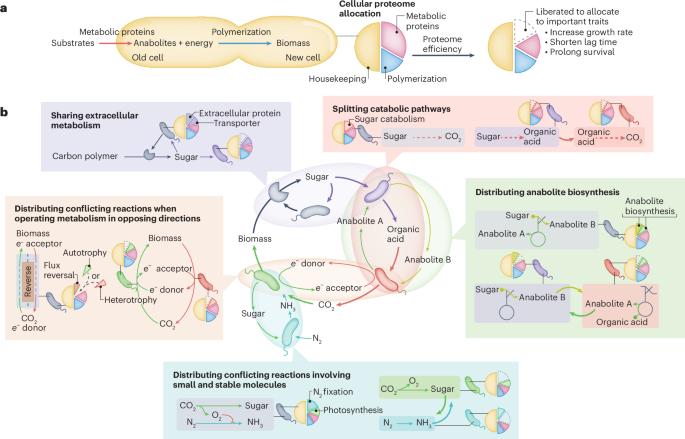 A framework for understanding collective microbiome metabolism