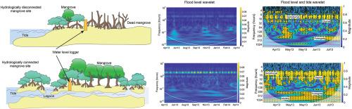 Hydrological connectivity in preserved and degraded microtidal mangroves in Mexico