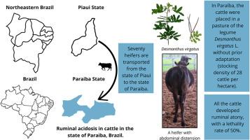 Outbreak of ruminal acidosis in cattle caused by the ingestion of hedge lucerne (Desmanthus virgatus L. Willd.) in Northeastern Brazil