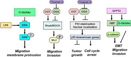 O-GlcNAcylation in ovarian tumorigenesis and its therapeutic implications