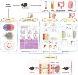 Integrating lipidomics, 16S rRNA sequencing, and network pharmacology to explore the mechanism of Qikui granule in treating diabetic kidney disease mice